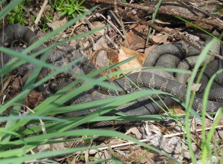 Northern Water Snakes